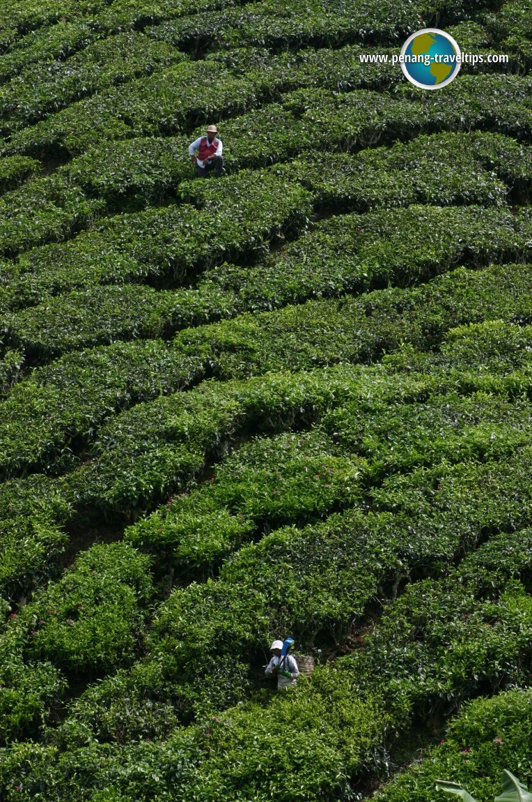 Sungei Palas Boh Tea Plantation, Cameron Highlands