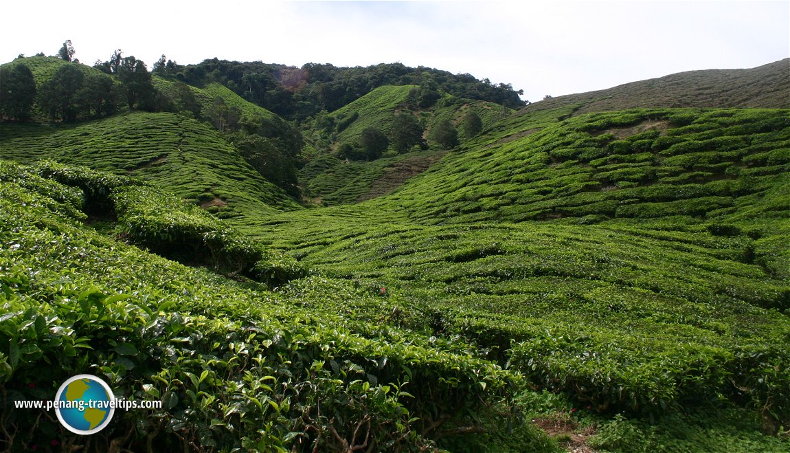 Sungei Palas Boh Tea Plantation
