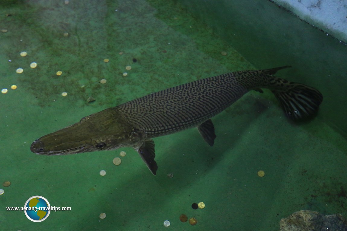 Taman Ikan Air Tawar, Kuala Selangor