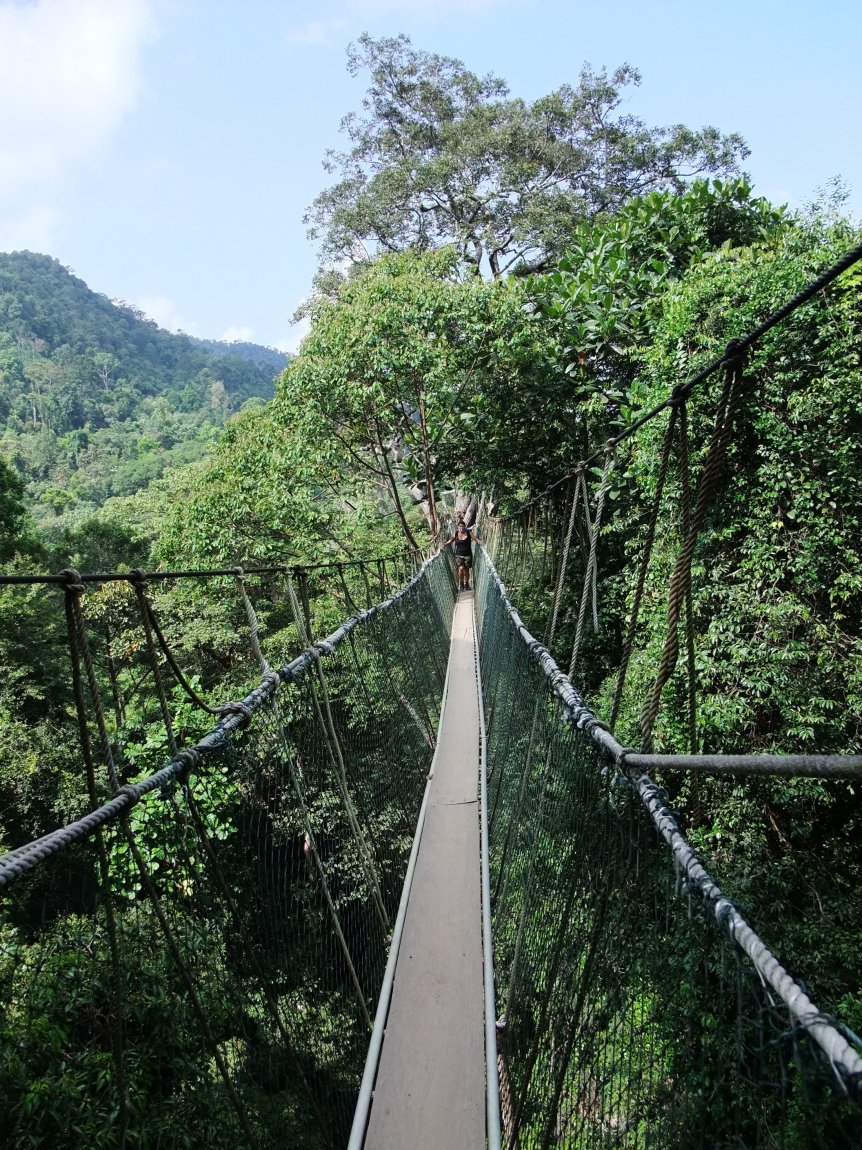 A canopy walkway in Taman Negara