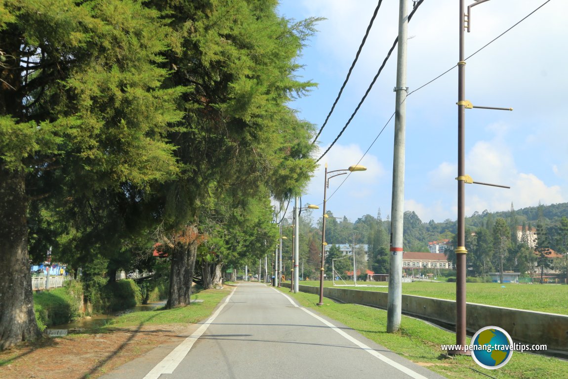 Tree-lined lane beside the Cameron Highlands playing field
