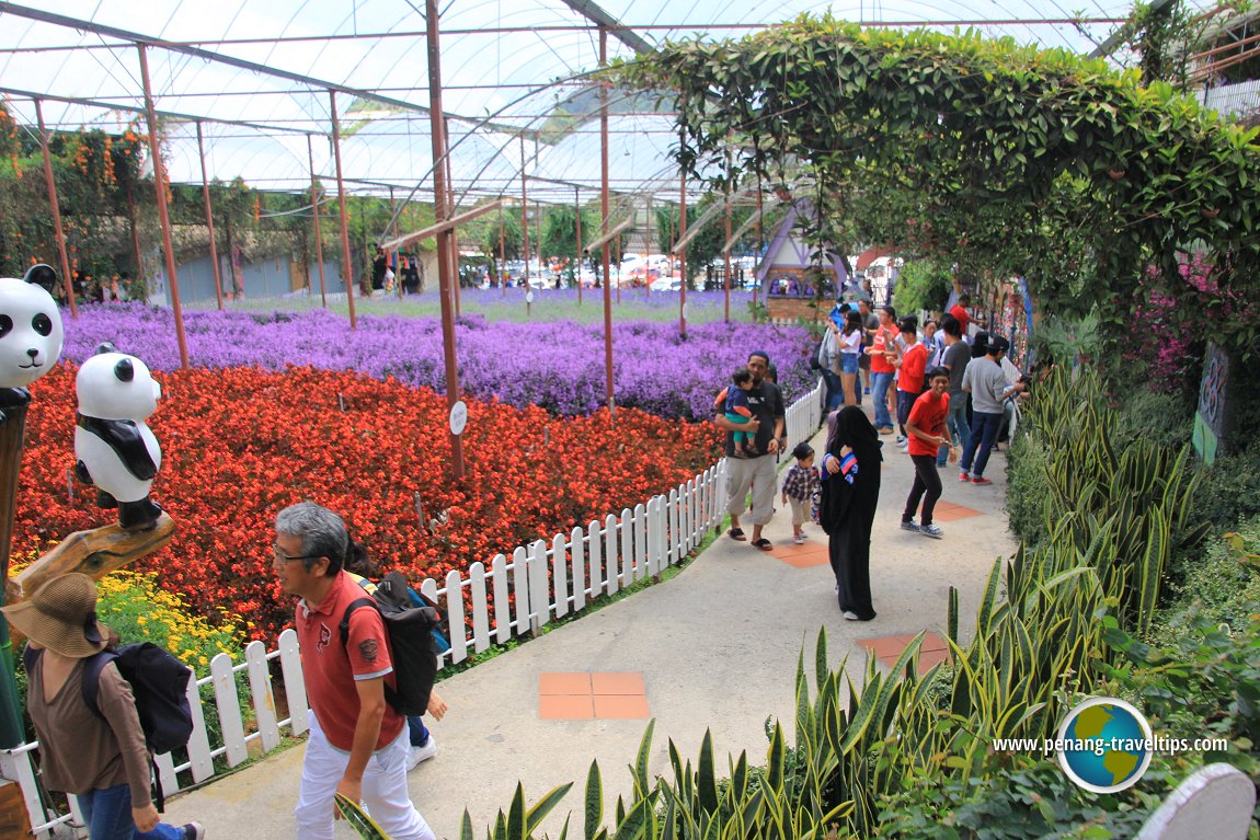 Visitors at Cameron Lavender Garden