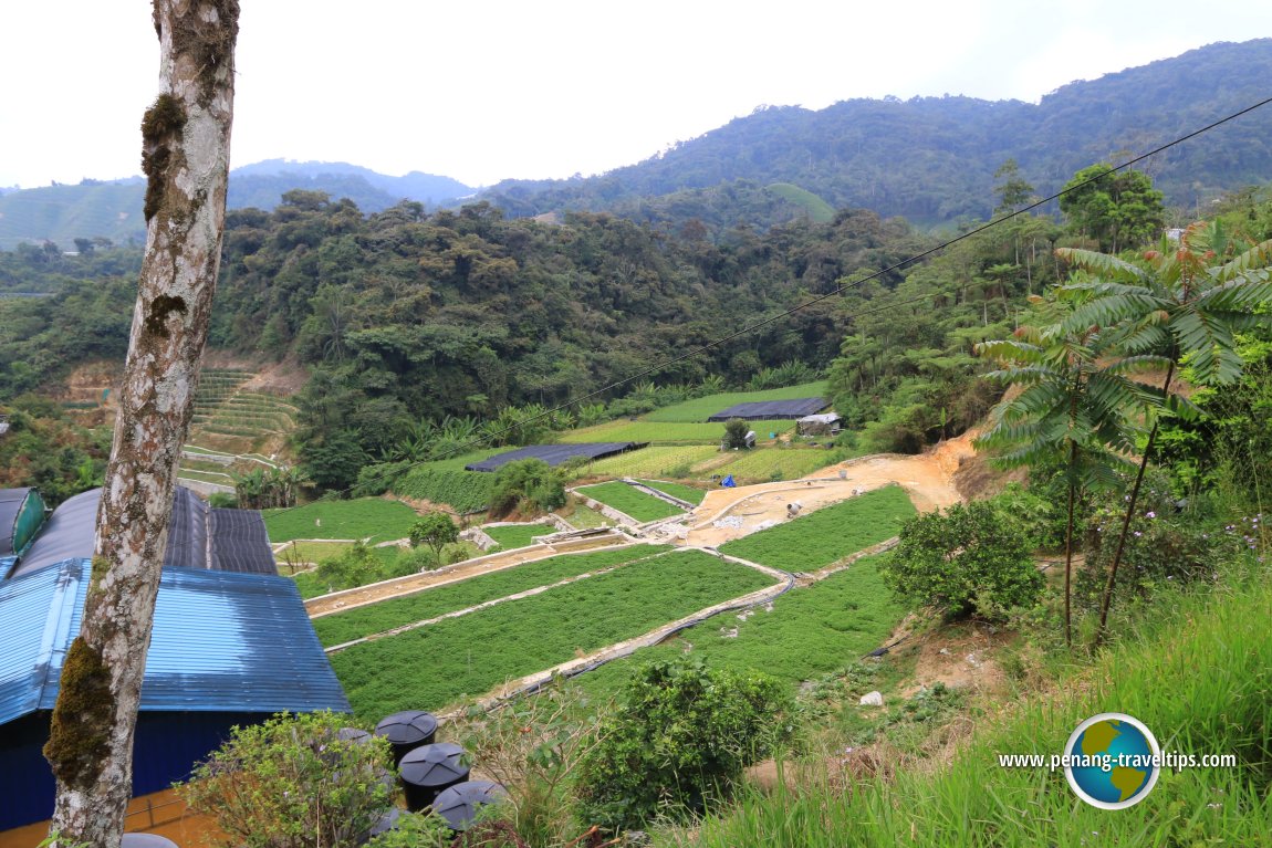 Water Crest Valley, Cameron Highlands