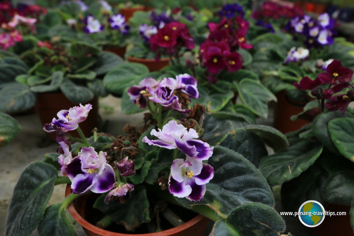 White African Violets with a touch of purple at Unc Sam Farm