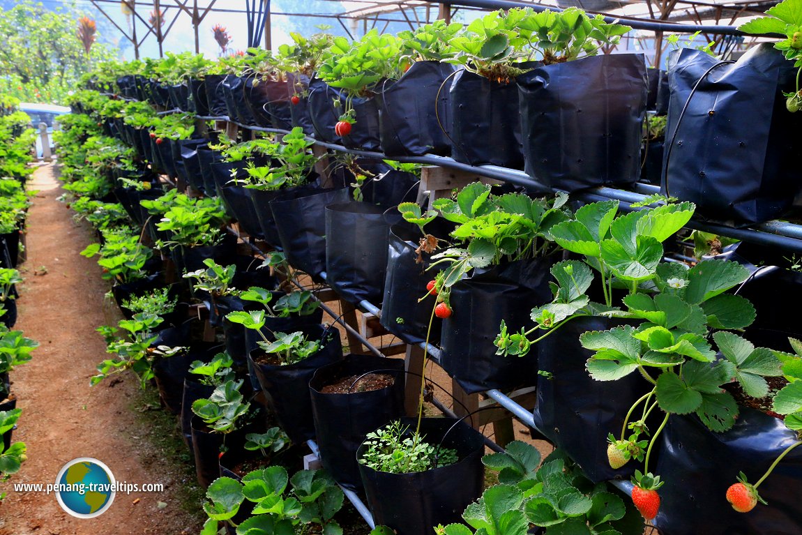 YZ Agro Farm, Cameron Highlands