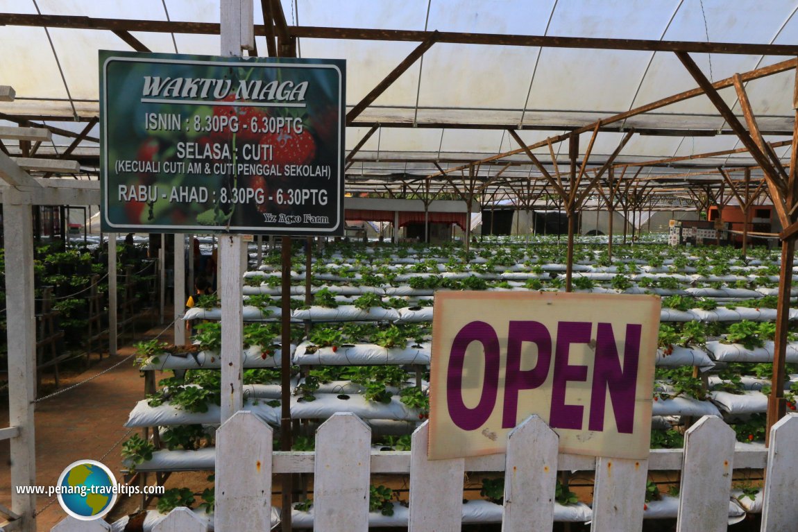 YZ Agro Farm, Cameron Highlands