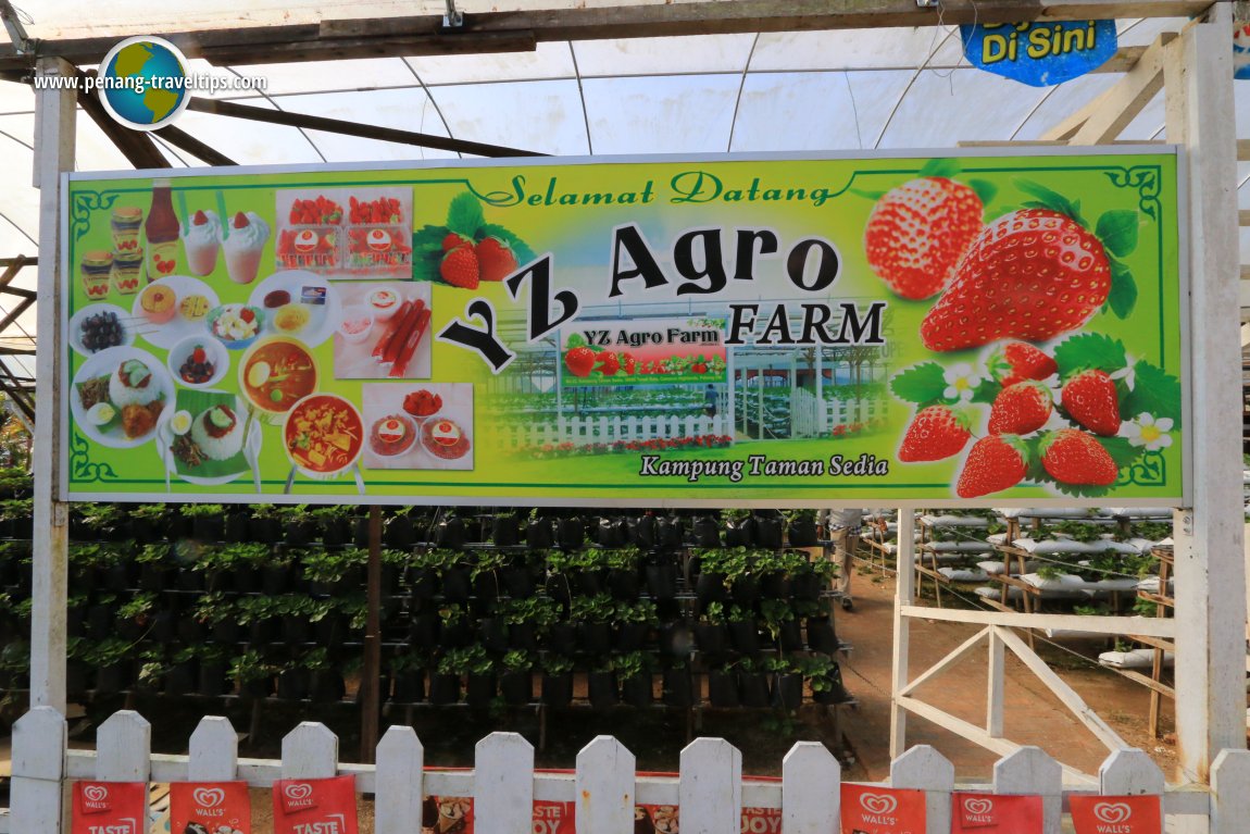 YZ Agro Farm, Cameron Highlands