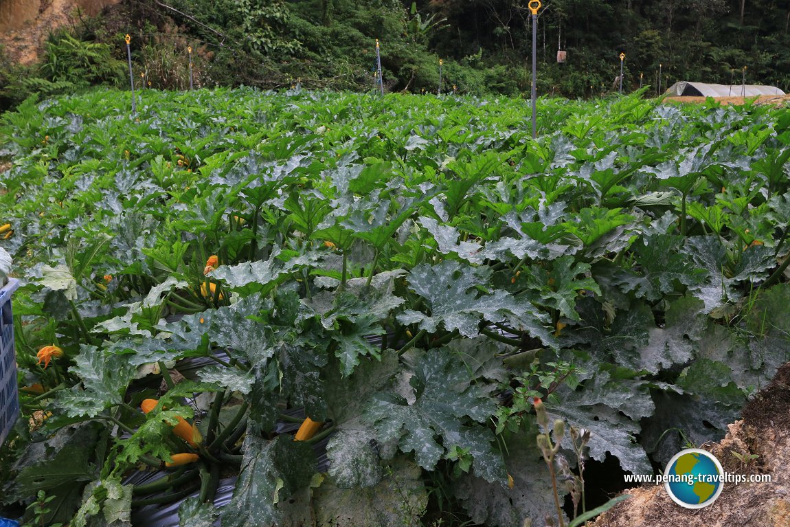 Zucchini farm