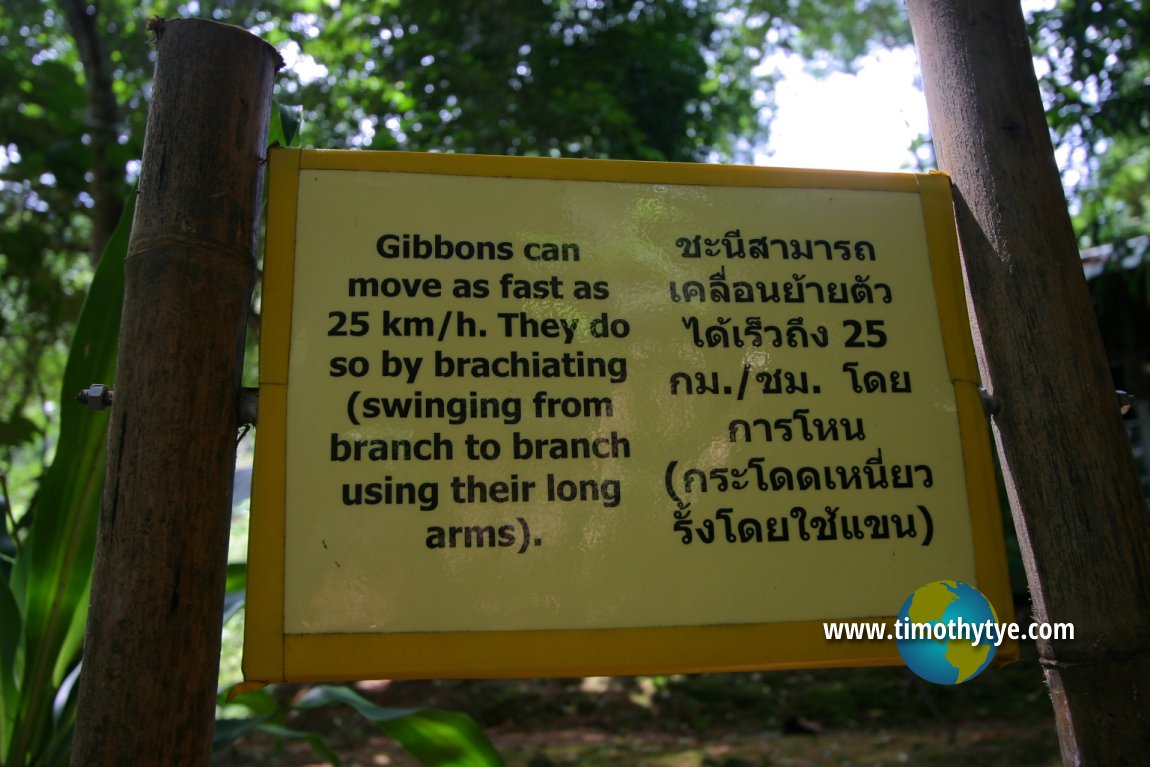 Gibbon Rehabilitation Project, Phuket