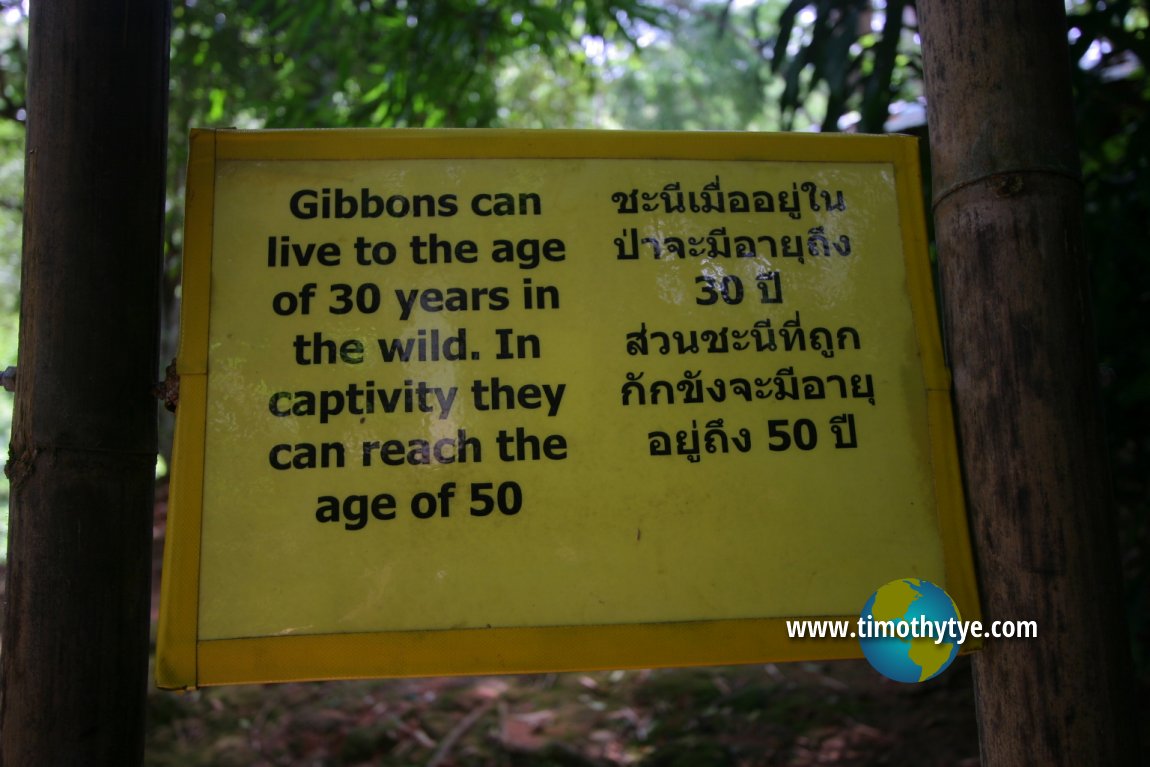 Gibbon Rehabilitation Project, Phuket