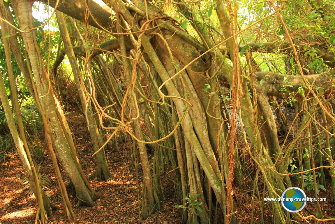 Air Hitam Dalam Educational Forest