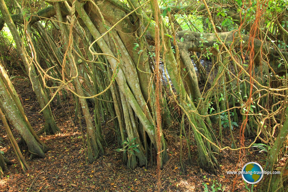 Air Hitam Dalam Educational Forest