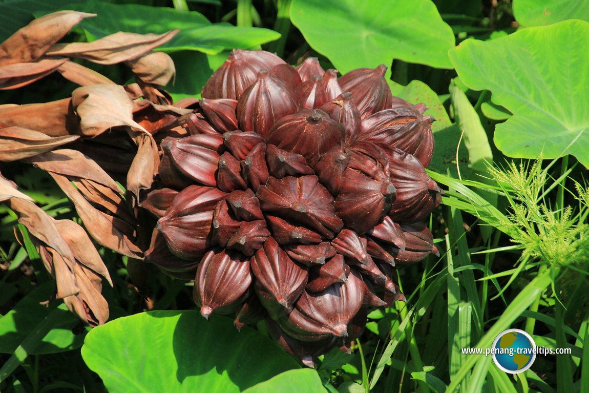 Air Hitam Dalam Educational Forest