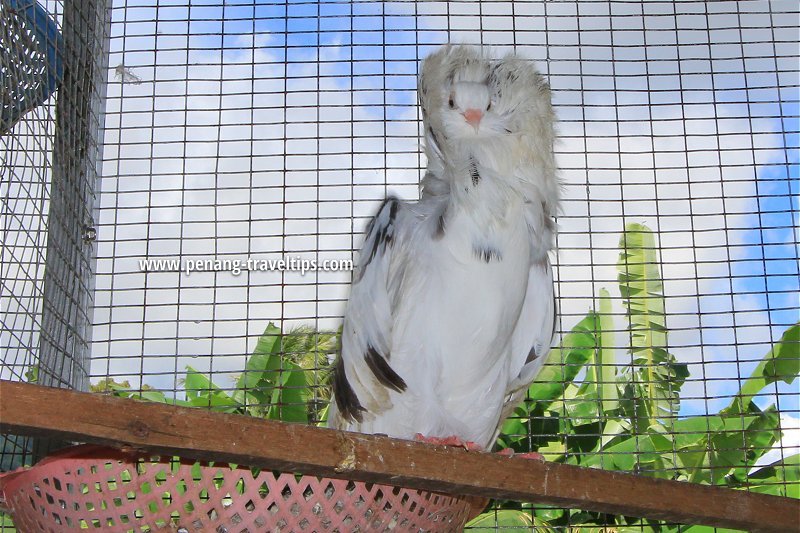 Pigeon at Audi Dream Farm