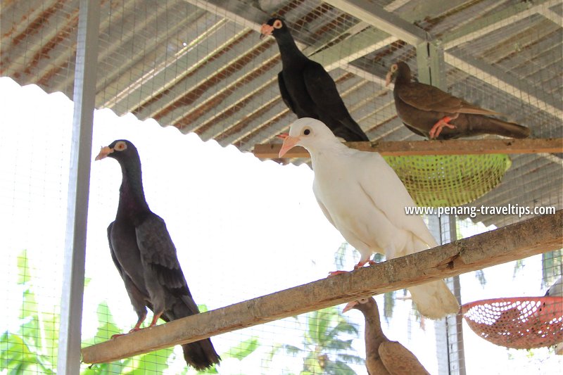 Pigeon at Audi Dream Farm