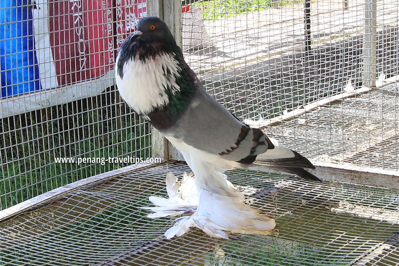 Pigeon at Audi Dream Farm