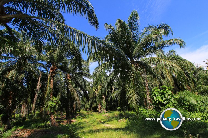 Balik Pulau palm oil plantation