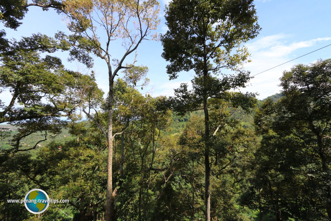 Bao Sheng Durian Farm