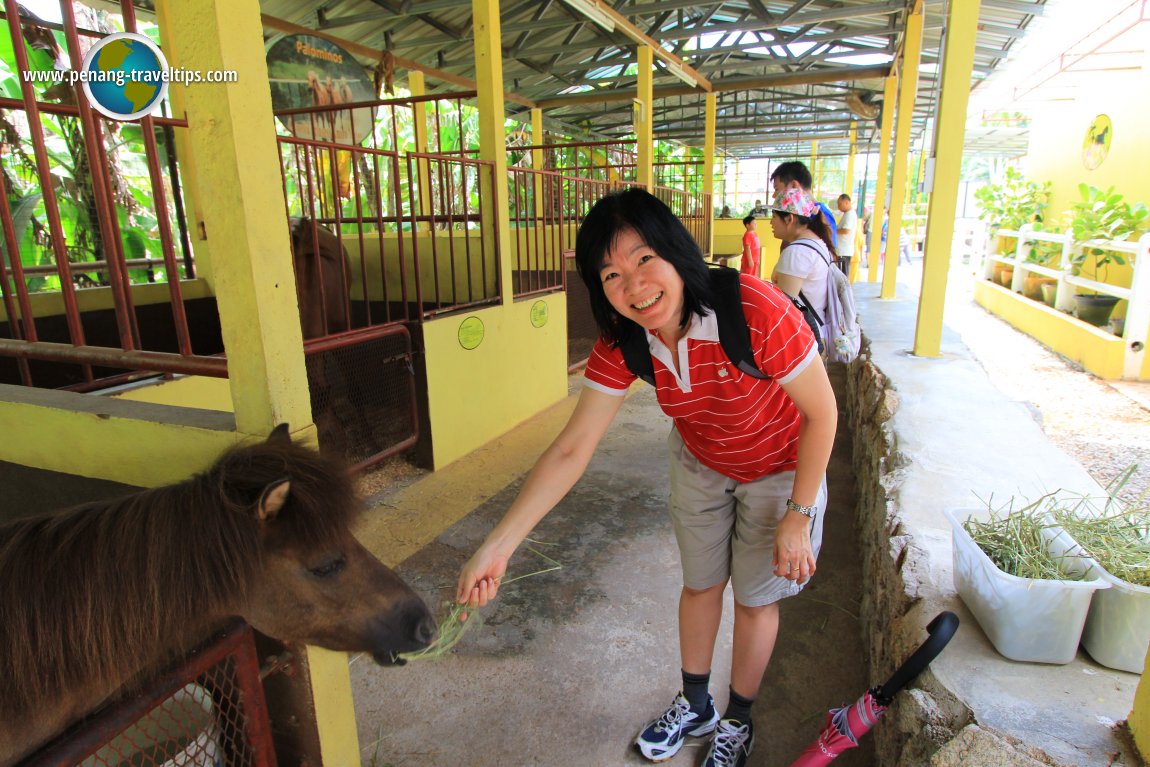 Countryside Stables Penang