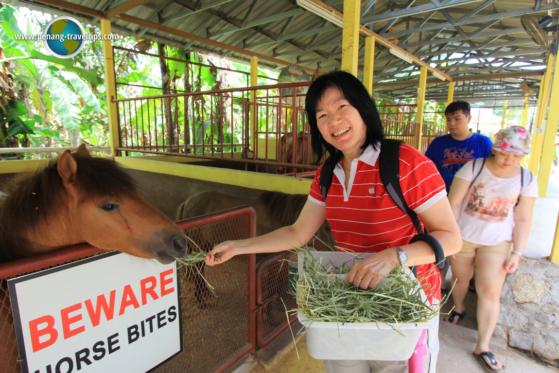 Countryside Stables Penang