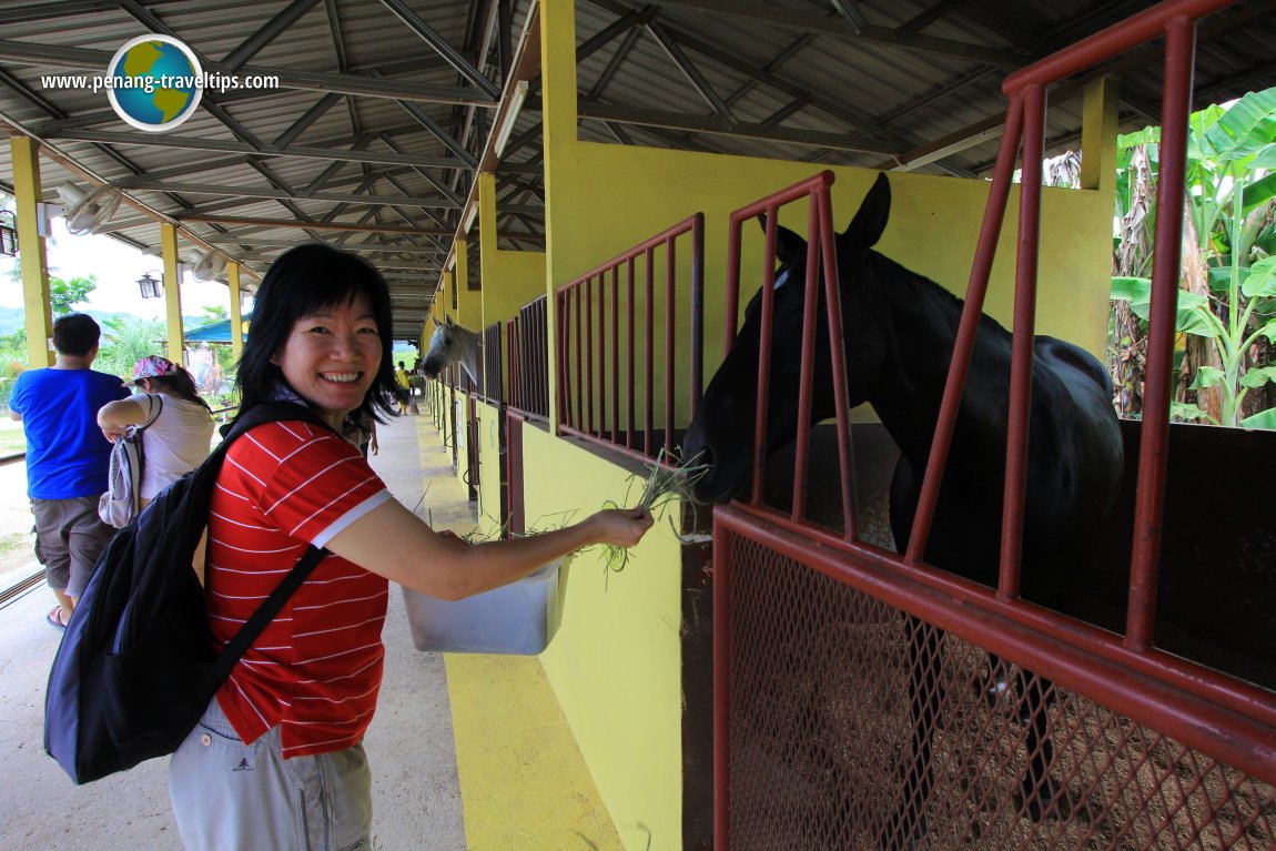 Countryside Stables Penang