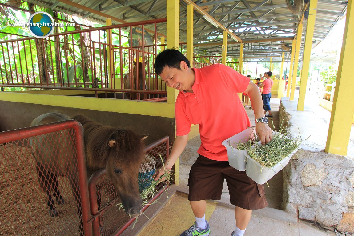 Countryside Stables Penang