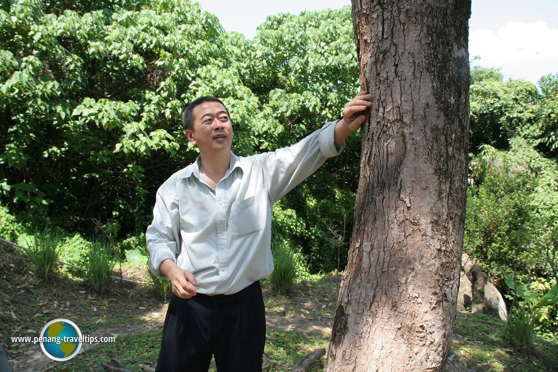 Durian Seng