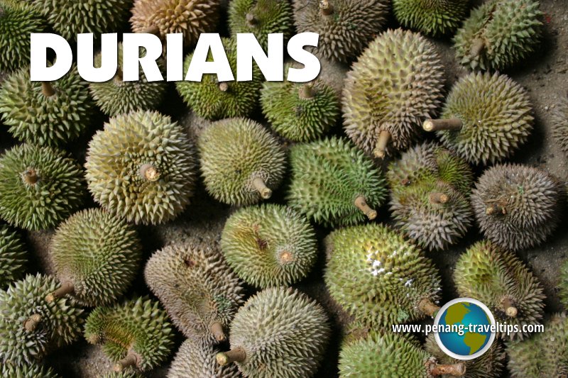 Durian Terms