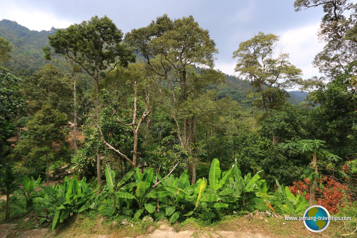 Green Acres, Balik Pulau