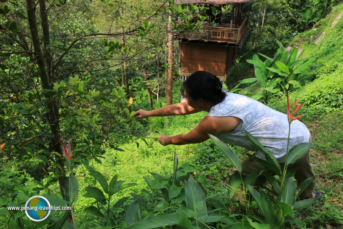 Green Acres, Balik Pulau