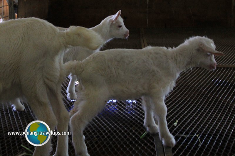 Happy Goat Farm