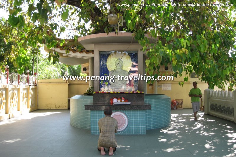 The Mahindarama bodhi tree and shrine