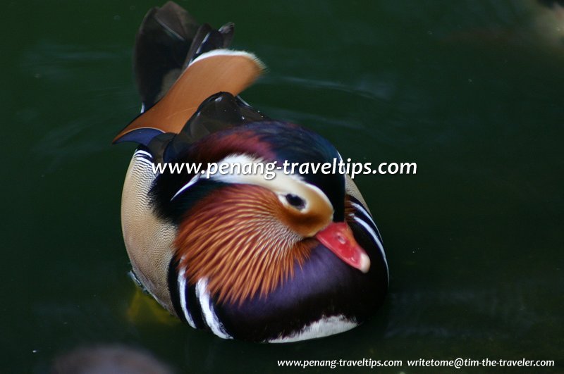 Mandarin Duck, Penang Bird Park