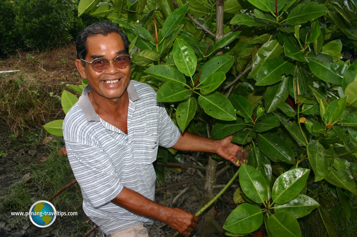 Mangrove replanting programme