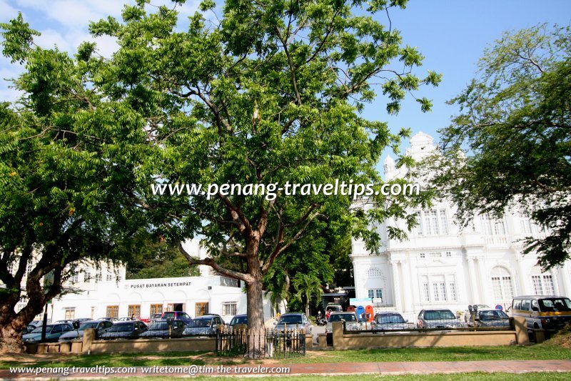 The Sentang tree (Melia excelsa) planted by Tun Haji Sardon, the Governor of Penang, on 1 July, 1978