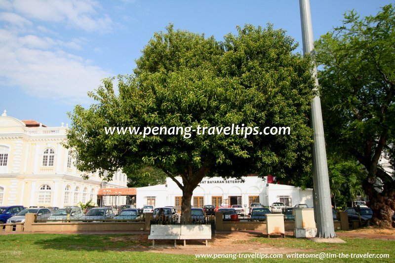 The Bunga Tanjung tree (Mimusops elengi) planted by Datuk Khoo Kay Por, on 8 January, 1990