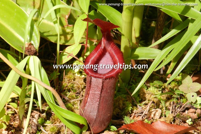 Pitcher plant at Monkey Cup Garden, Penang Hill