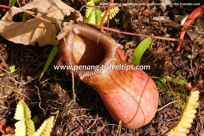 Pitcher at the Monkey Cup Garden, Penang Hill