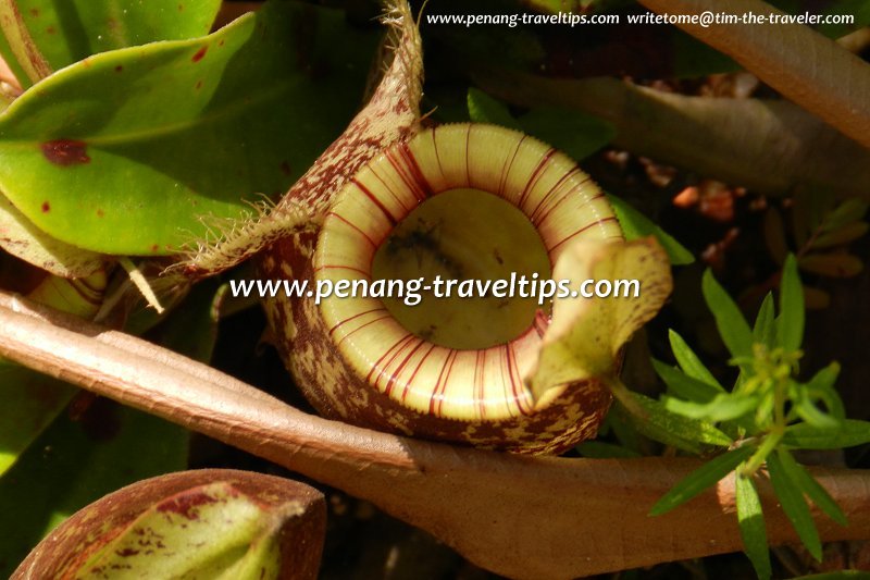 View inside a pitcher, Monkey Cup Garden