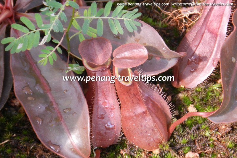 A couple of brown pitchers, Monkey Cup Garden