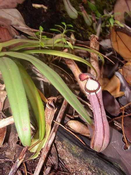 Nepenthes albomarginata