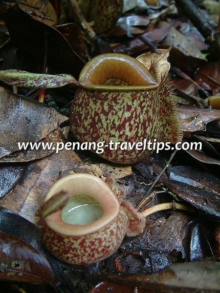 Nepenthes ampullaria