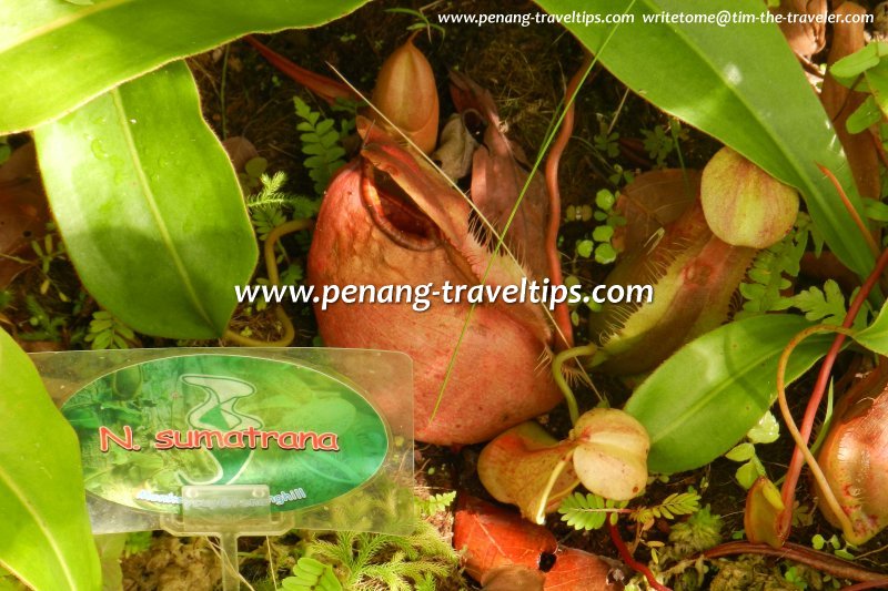 Nepenthes sumatrana, Monkey Cup Garden