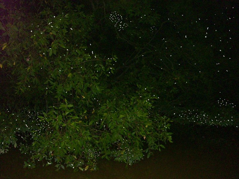 Nibong Tebal fireflies