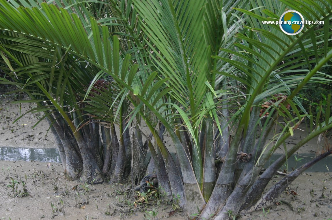 Nipah palms at Sungai Udang Mangrove Forest