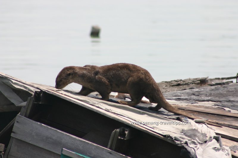 An otter appearing at Chew Jetty