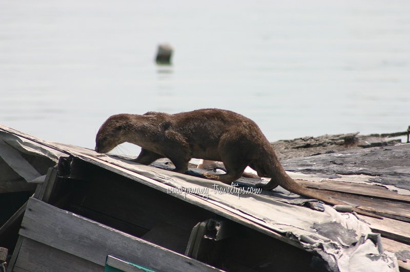 An otter scavenging for food at the Clan Jetties