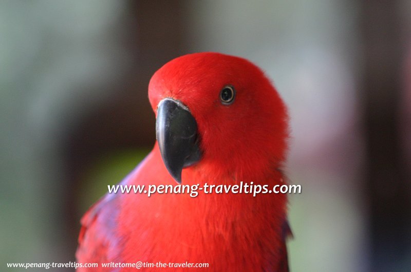 A parakeet at the Penang Bird Park in Seberang Jaya