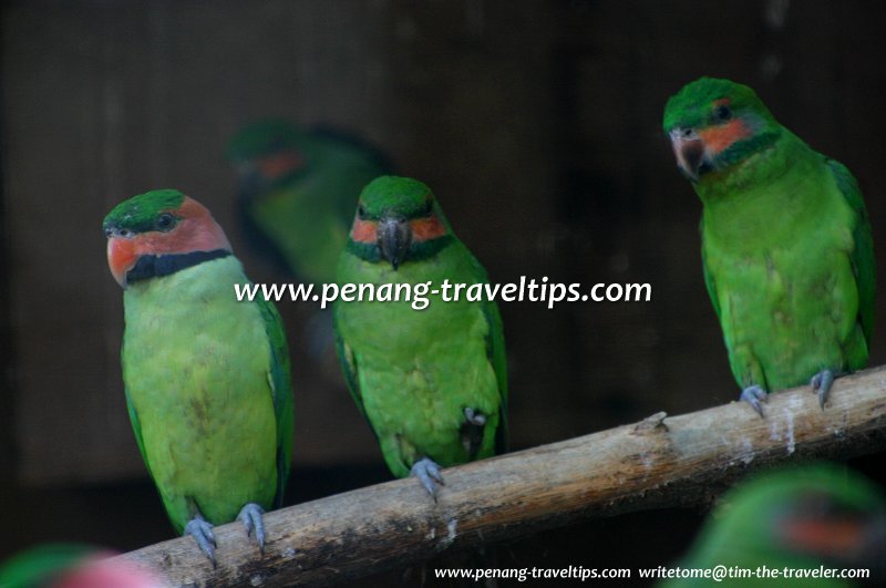 Parakeets, Penang Bird Park