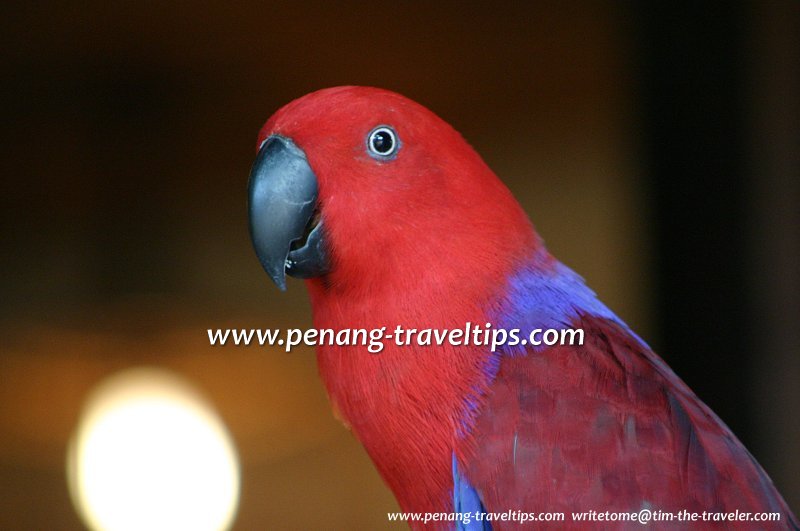 Parrot, Penang Bird Park